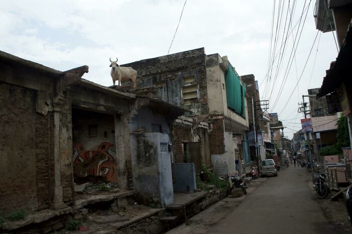 Roof Cow