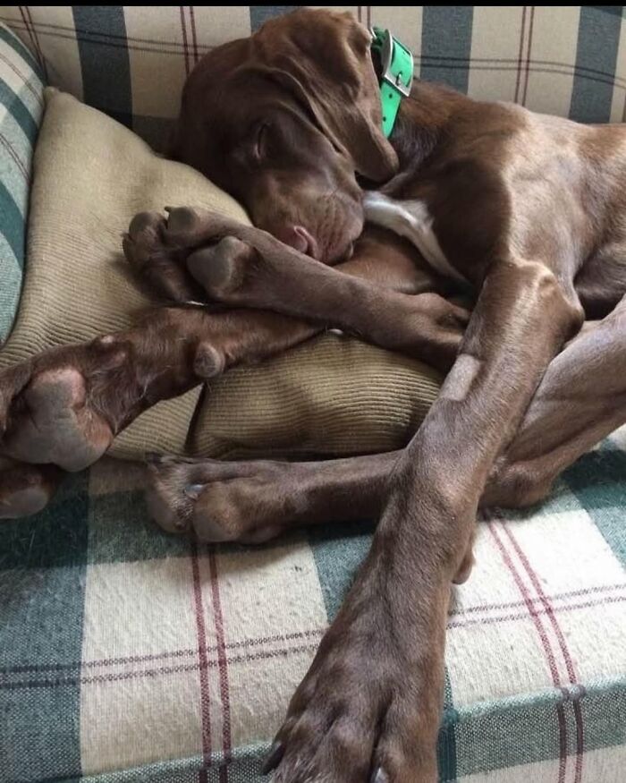 61 Derpy Dog Photos Shared By This Page That Prove Even The Cutest Pups Have Bad Angles