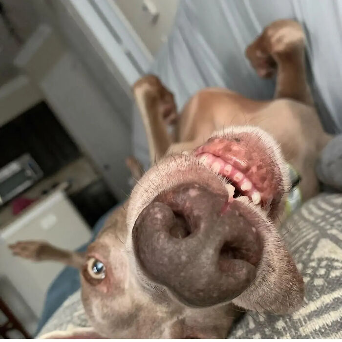 61 Derpy Dog Photos Shared By This Page That Prove Even The Cutest Pups Have Bad Angles