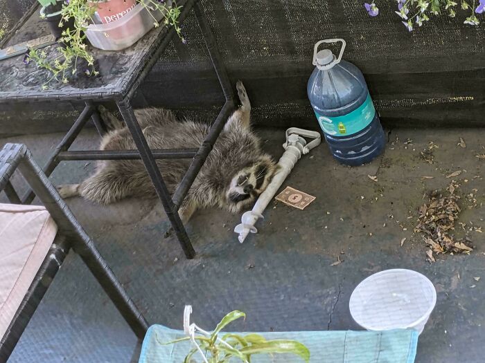 A derpy raccoon lying on its back under a table, looking ridiculous and relaxed.