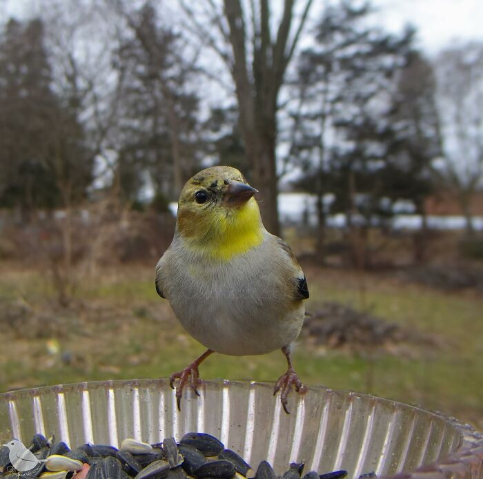 Woman Put a Camera On Bird Feeder In Her Yard, Here Is What It Has Caught (35 New Pics)