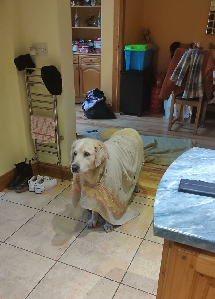 My Dog Chewed A Hole Through His Towel And Stuck His Head Through It. Now He Wears It Around The House Like A Poncho!