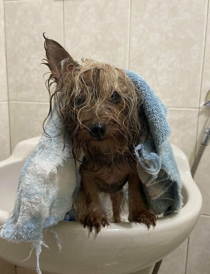 Wet dog in sink draped with blue towel looking betrayed