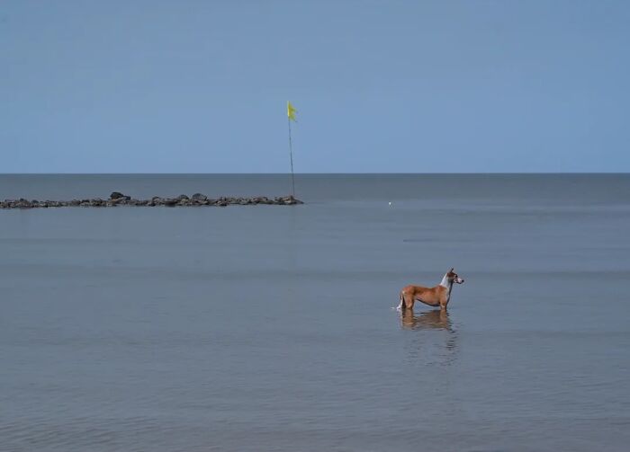 A brown and white street animal, a dog, stands in shallow water with the vast ocean extending into the horizon under a clear sky. A small yellow flag on a pole is visible in the distance. The animal's reflection is visible in the calm water, capturing the strange reality of animals living on the streets.