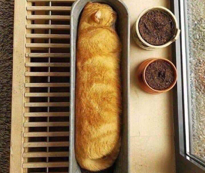 A long orange cat perfectly fits into a narrow vent, looking like forbidden food.