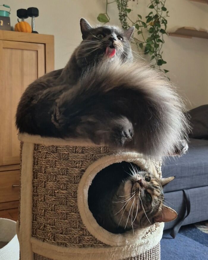 Two derpy animals, one large grey cat sticking its tongue out on top of a cat tree, and another tabby cat peeking from inside.