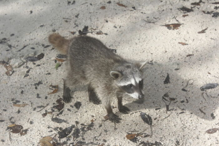 Mexican Island Raccoons Stun Researchers By Making Toys From Beach Club Trash And Sand