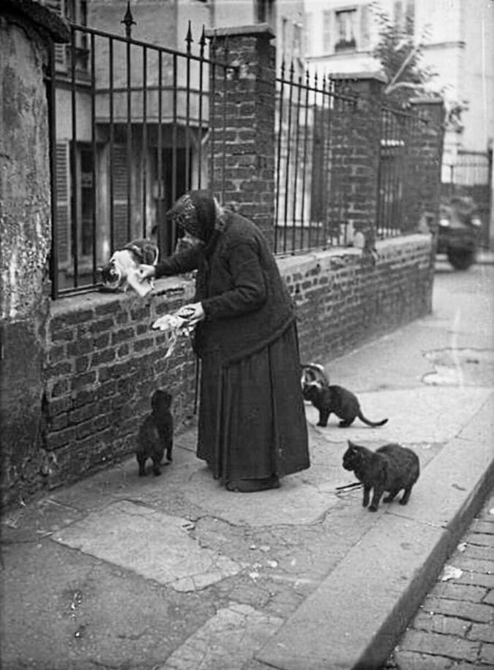 An elderly woman feeding street cats on a sidewalk, captured in one of these vintage cat photos.