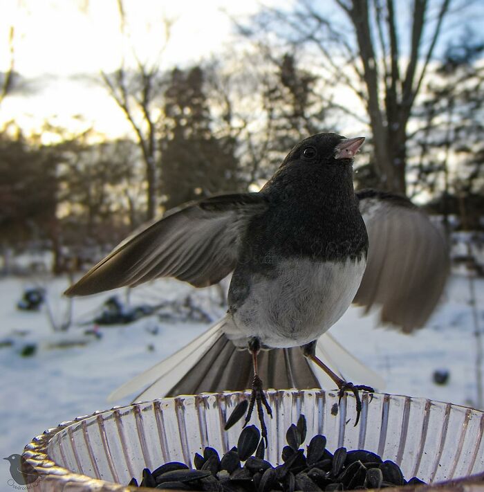 Woman Put a Camera On Bird Feeder In Her Yard, Here Is What It Has Caught (35 New Pics)