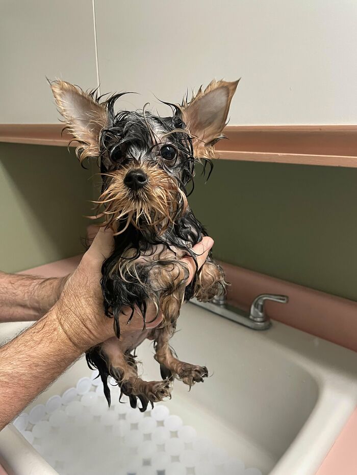 Wet small dog looking betrayed during bath time held over sink