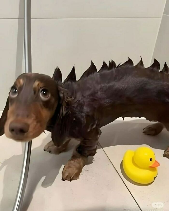 Wet dachshund with shampoo spikes and rubber duck