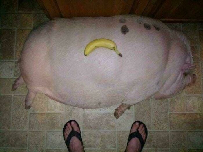 An enormous pig lying on a tiled floor with a banana for scale, highlighting funny online lies and knee-slapping pictures.