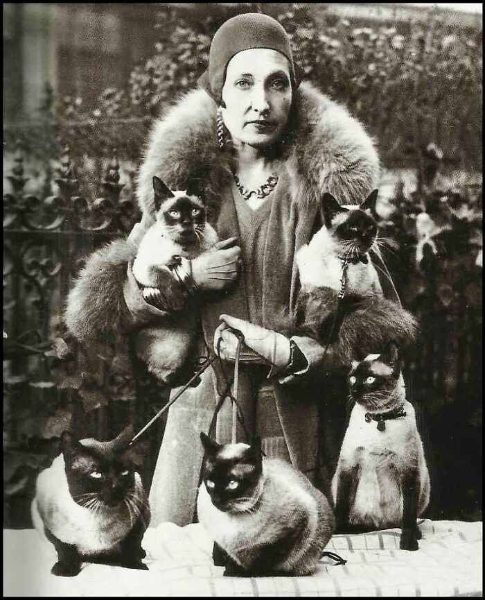 A woman in a fur collar coat holding multiple Siamese cats in one of many charming vintage cat photos.