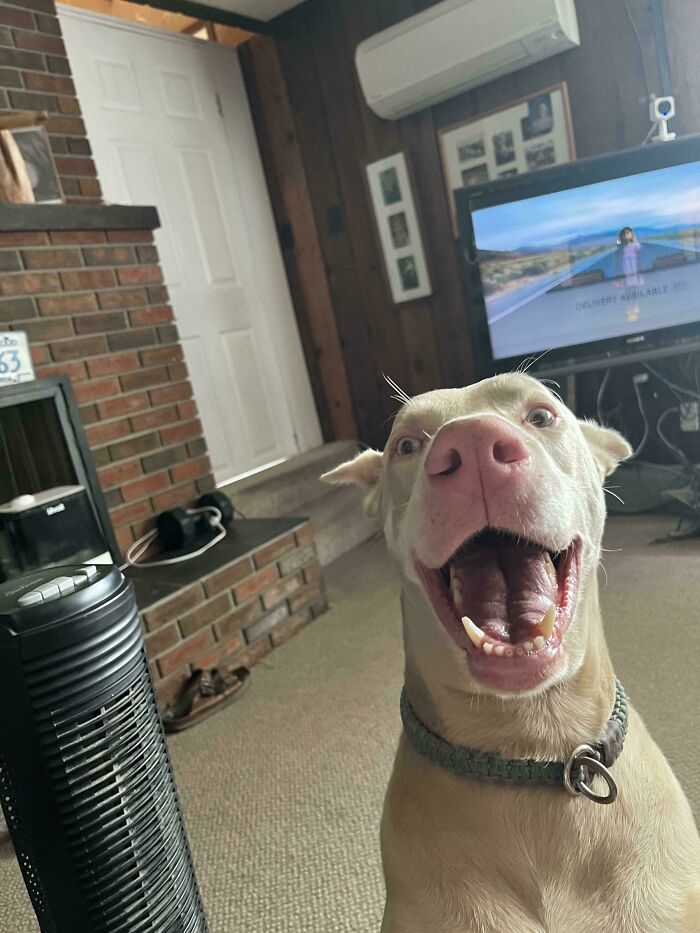 A derpy white dog with wide eyes and an open mouth, appearing excited and ridiculous.