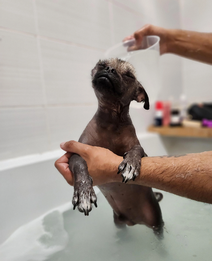Tiny dog held in person’s hands being bathed in bathtub