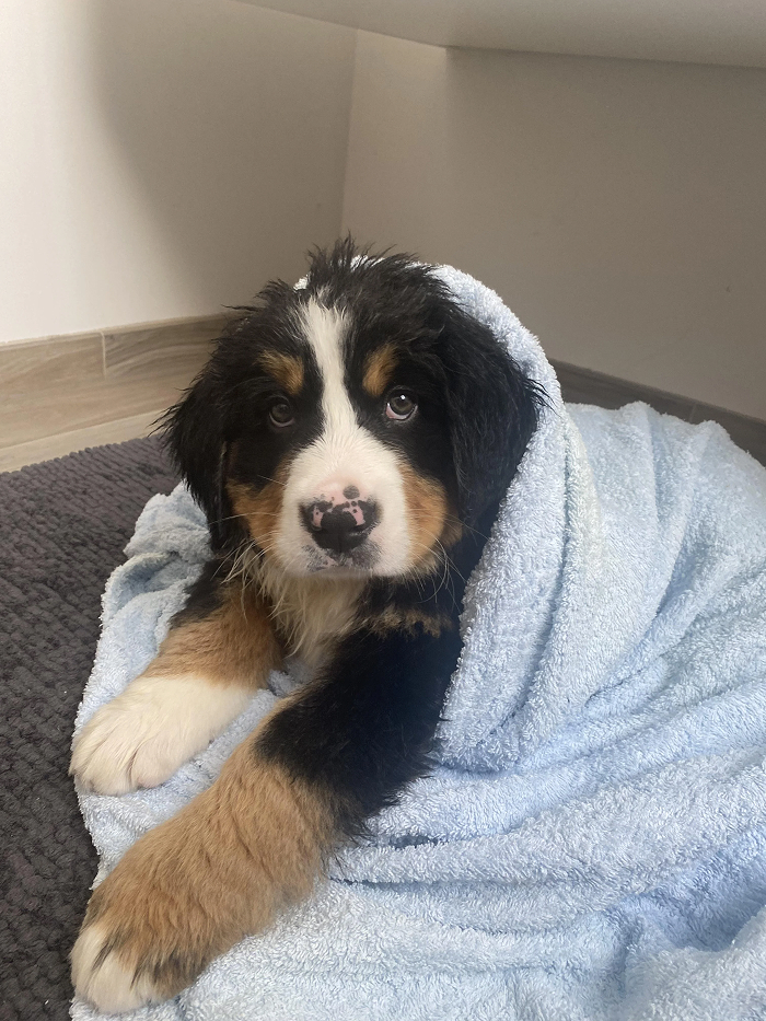 Puppy wrapped in blue towel after bath time