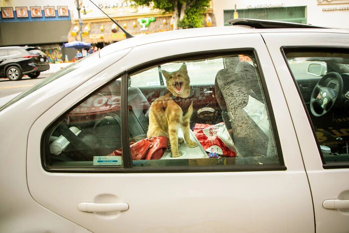 A perfectly timed street photo by Jeremy Paige shows a dog in a car appearing to wear a shirt, with its mouth open.