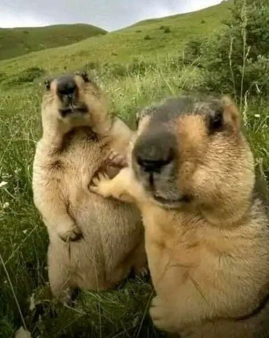 Two disturbing marmots standing upright in a grassy field, one seemingly grabbing the other, creating a chaotic scene.