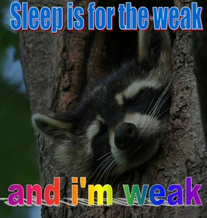 Raccoons Have Never Been More Relatable Than They Are In These 30 Dark Humor Memes