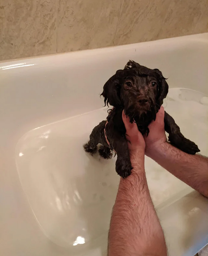 Person holding small wet dog in bathtub bath time
