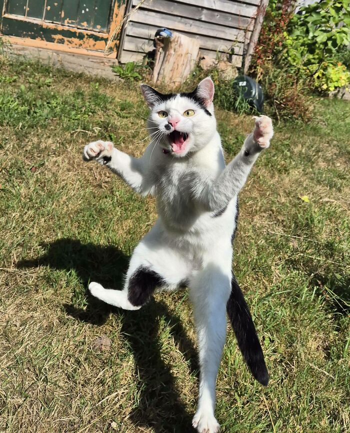 A black and white cat, a derpy animal, standing on its hind legs with mouth open, outdoors.