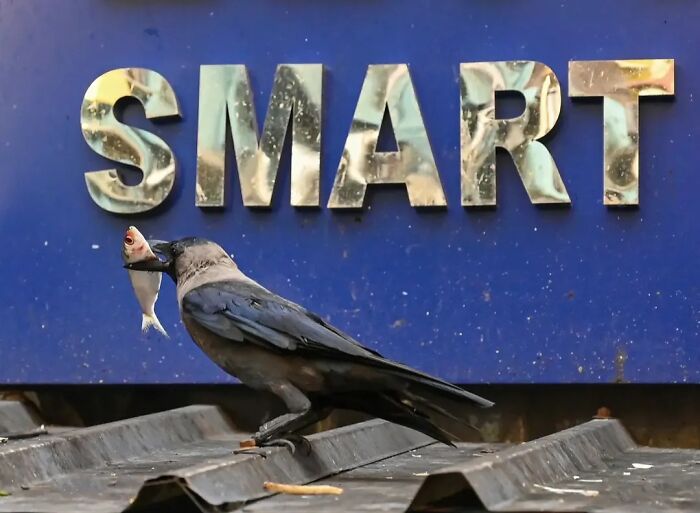 A crow with a fish in its beak sits on a rooftop, in front of a blue sign with the word SMART, showing animals living on the streets.