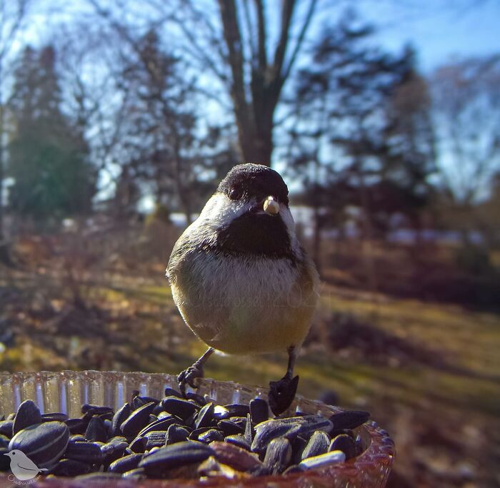 Woman Put a Camera On Bird Feeder In Her Yard, Here Is What It Has Caught (35 New Pics)