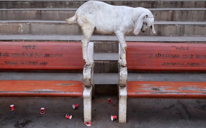 A goat balances on a bench, a strange reality of animals living on the streets captured by Pranay Pariyar.