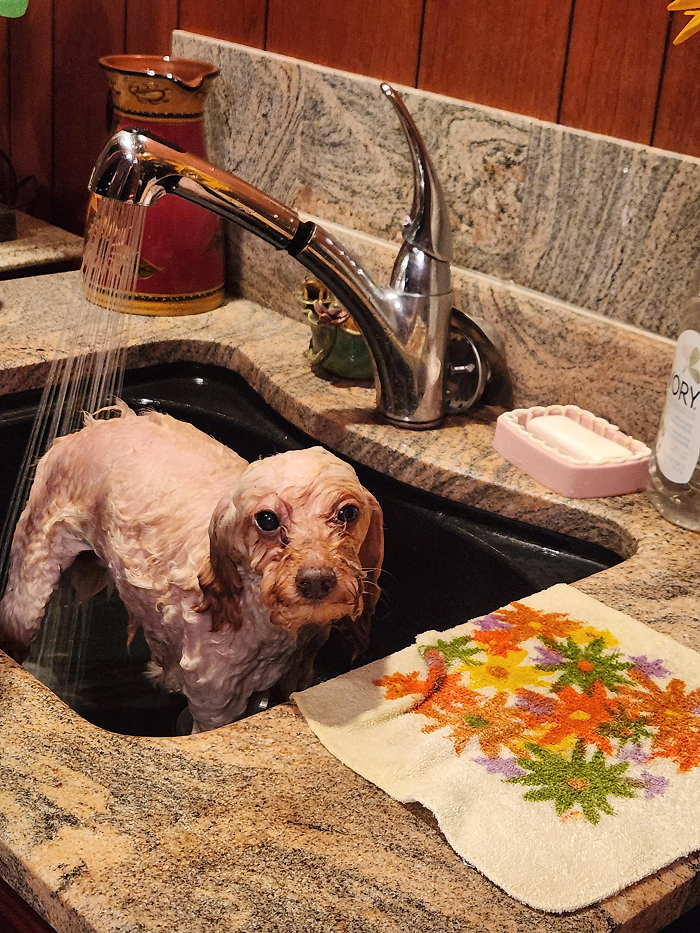Small dog getting bath in kitchen sink looking upset