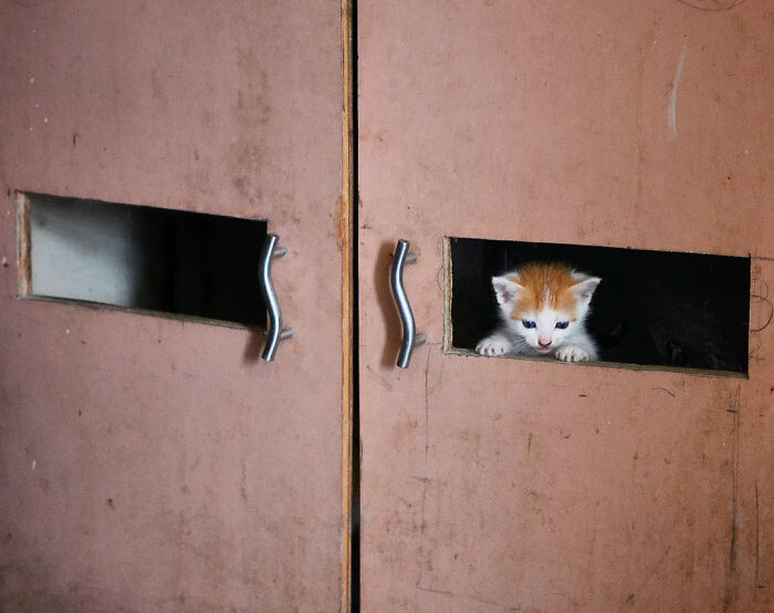 A tiny kitten peeking out of a hole in a wooden door, a glimpse of animals living on the streets.