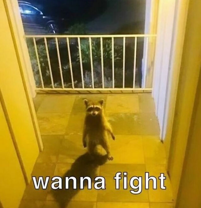 Raccoons Have Never Been More Relatable Than They Are In These 30 Dark Humor Memes