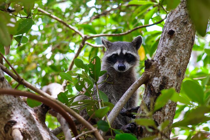Mexican Island Raccoons Stun Researchers By Making Toys From Beach Club Trash And Sand