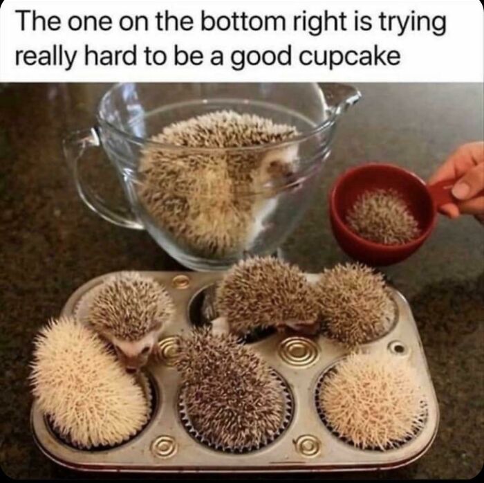 Adorable hedgehogs being used as forbidden foods cupcakes, a cute and unusual culinary creation.
