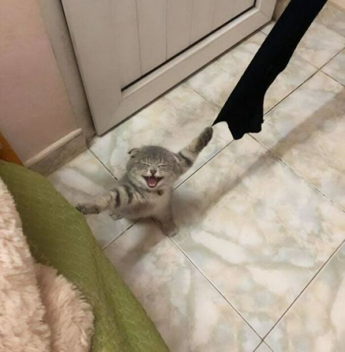 Playful Cat Get Claws Stuck In Curtains