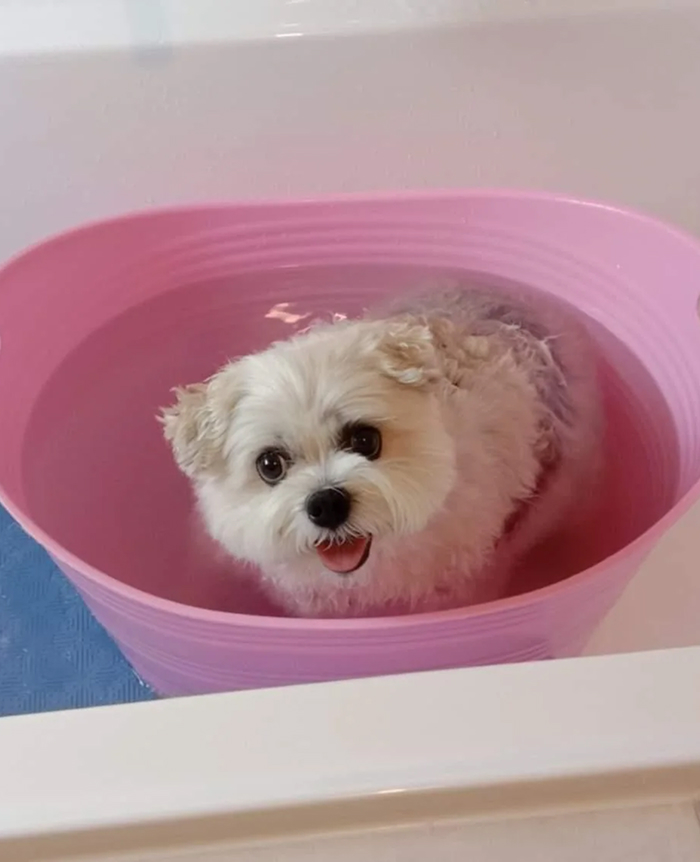 Small fluffy dog in pink tub during bath time