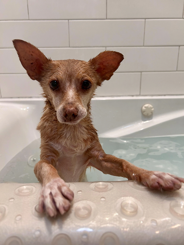 Small wet dog in bathtub looking betrayed before bath time