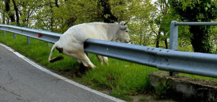 Messed Up The High Jump