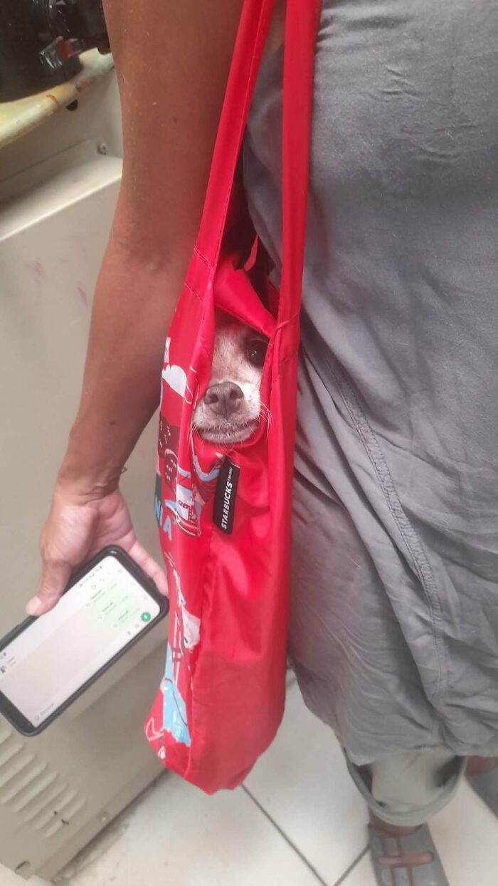 Small dog peeking from a red bag with a person's arm nearby