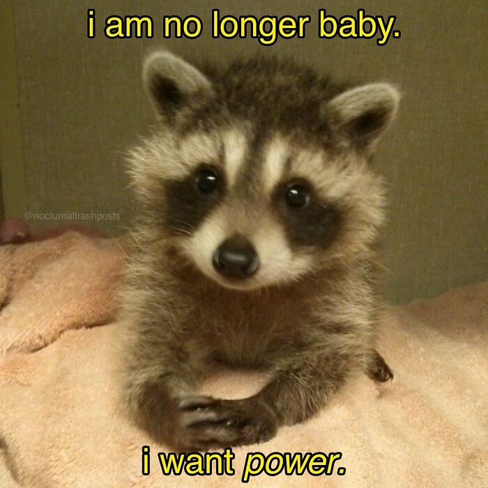“Nocturnal Trash Posts”: 30 Of The Best Raccoon Memes This Dedicated Instagram Account Has To Offer