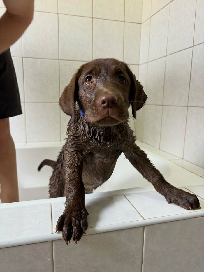 Wet chocolate labrador puppy looking over bathtub edge
