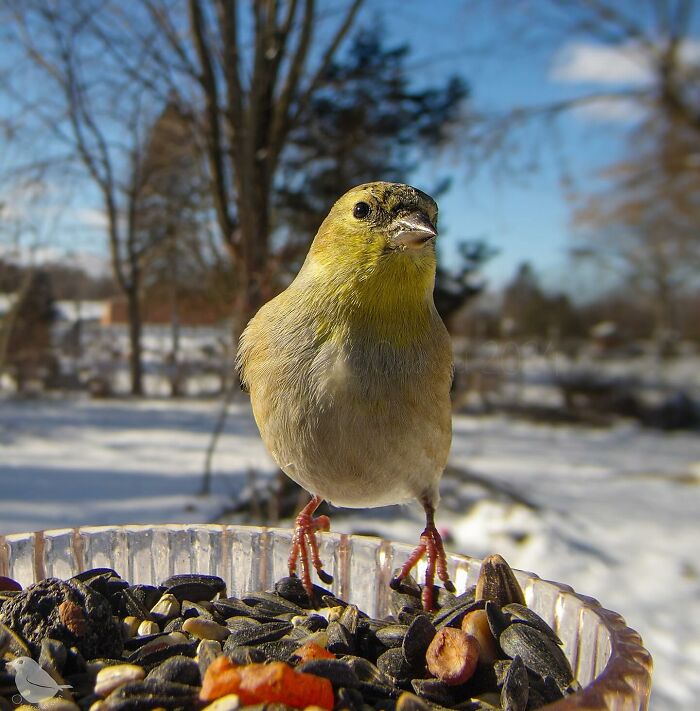 Woman Put a Camera On Bird Feeder In Her Yard, Here Is What It Has Caught (35 New Pics)
