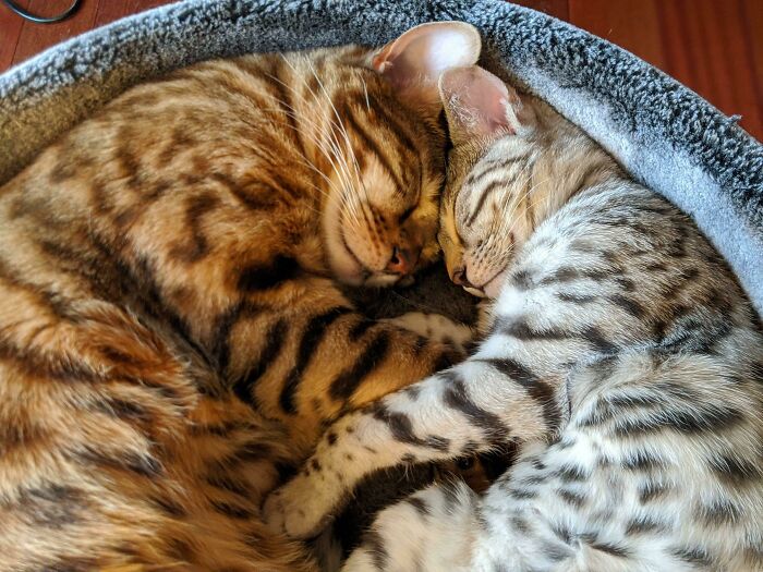 My Wife And I Were Warned About Adopting A Second Cat. Within A Few Days, The Older One (Brown) Was Snuggling, Grooming, And Spending Every Minute With Her