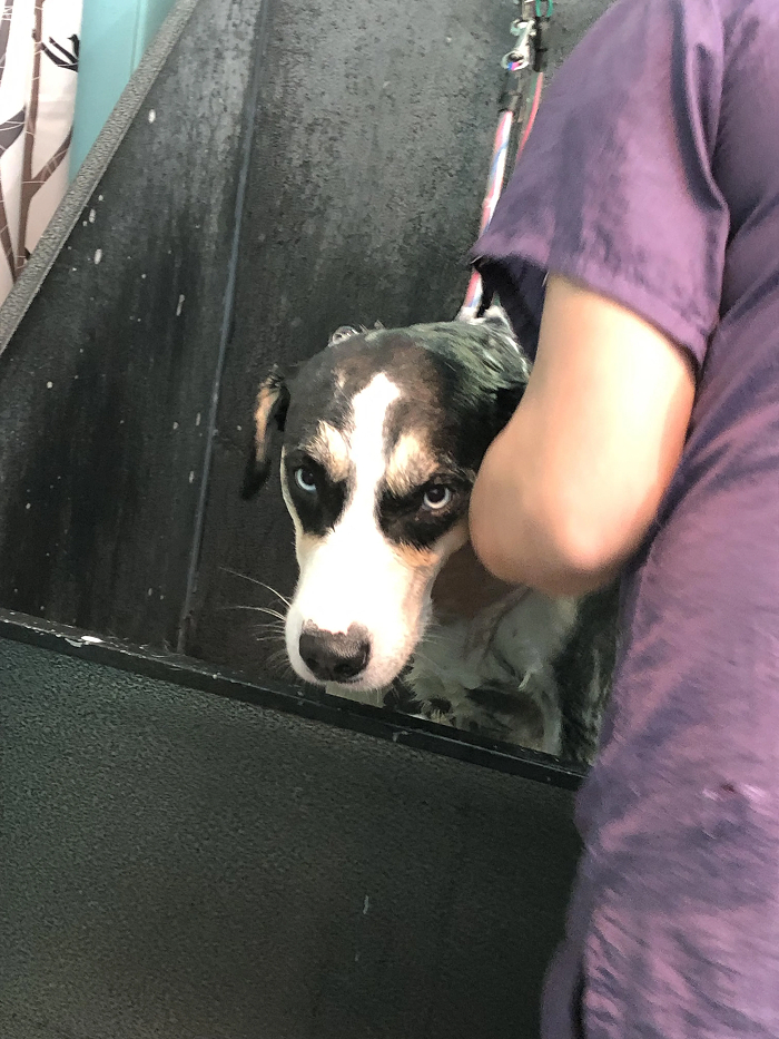 Dog with blue eyes looking uneasy during bath