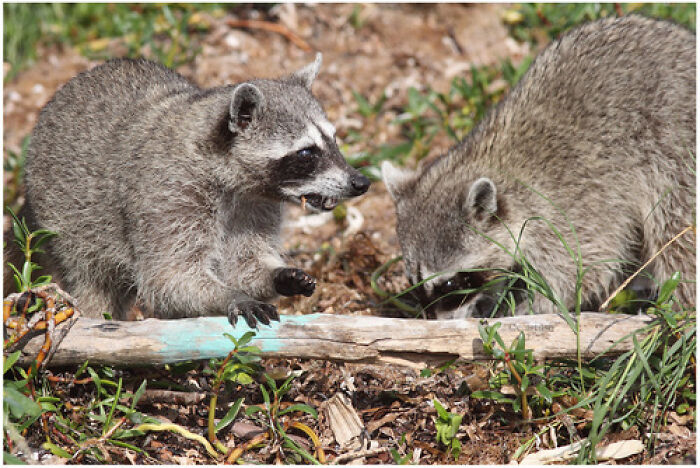 Mexican Island Raccoons Stun Researchers By Making Toys From Beach Club Trash And Sand