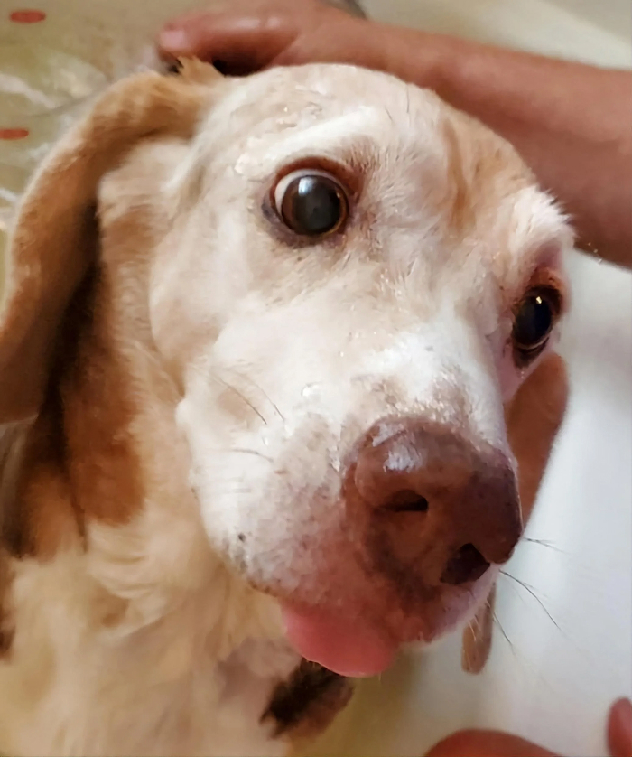 Close up of a dog with bath time look of betrayal and water droplets on fur