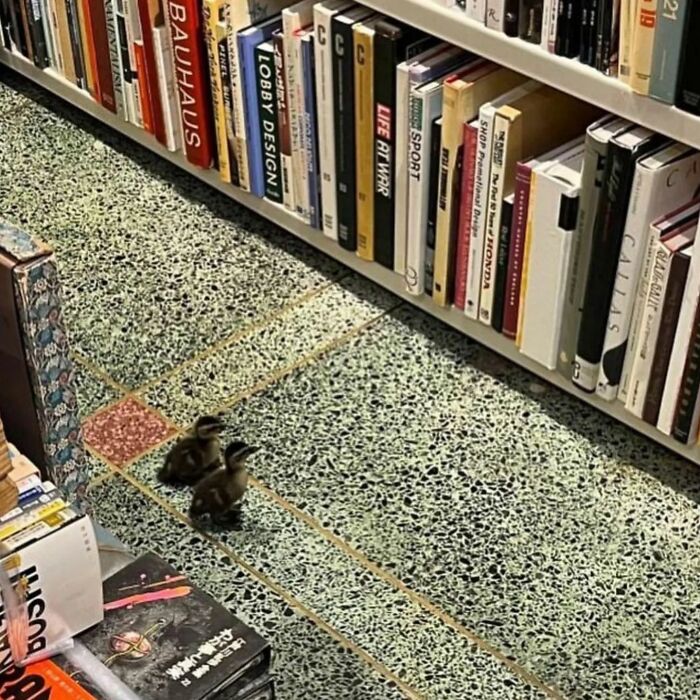 IG Account Posts Pics So Adorable, It’s Basically The Opposite Of Doom Scrolling (30 Pics)