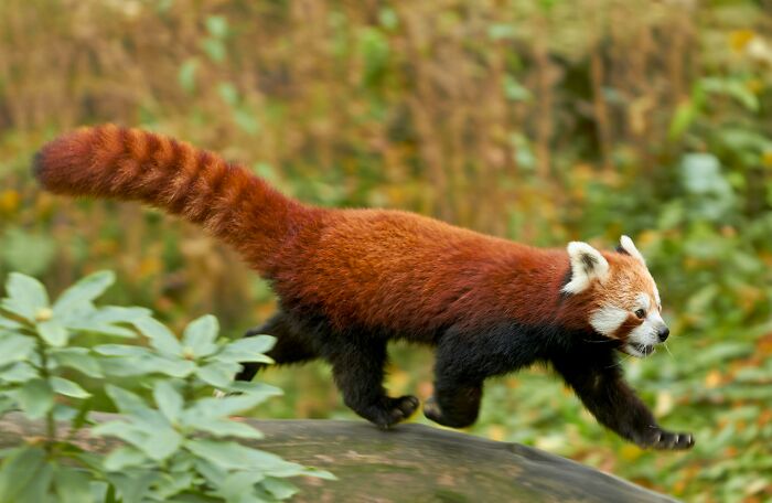 “Tuxedo-Wearing Jerks”: Zookeepers Share Their Beef With Animals In This Hilarious Thread