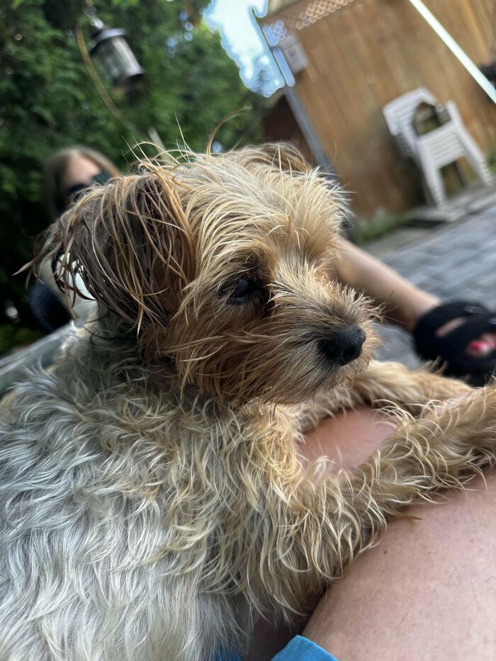 Wet small dog outdoors looking upset after bath time