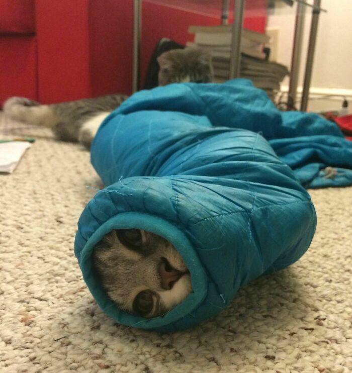 When I Rescued Him, He Hissed At Me And Burrowed Back In