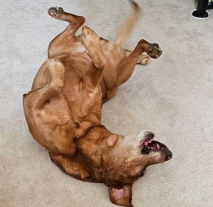 61 Derpy Dog Photos Shared By This Page That Prove Even The Cutest Pups Have Bad Angles